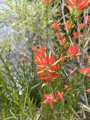 iNaturalist observation photo of Paintbrushes