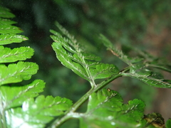 Athyrium silvicola