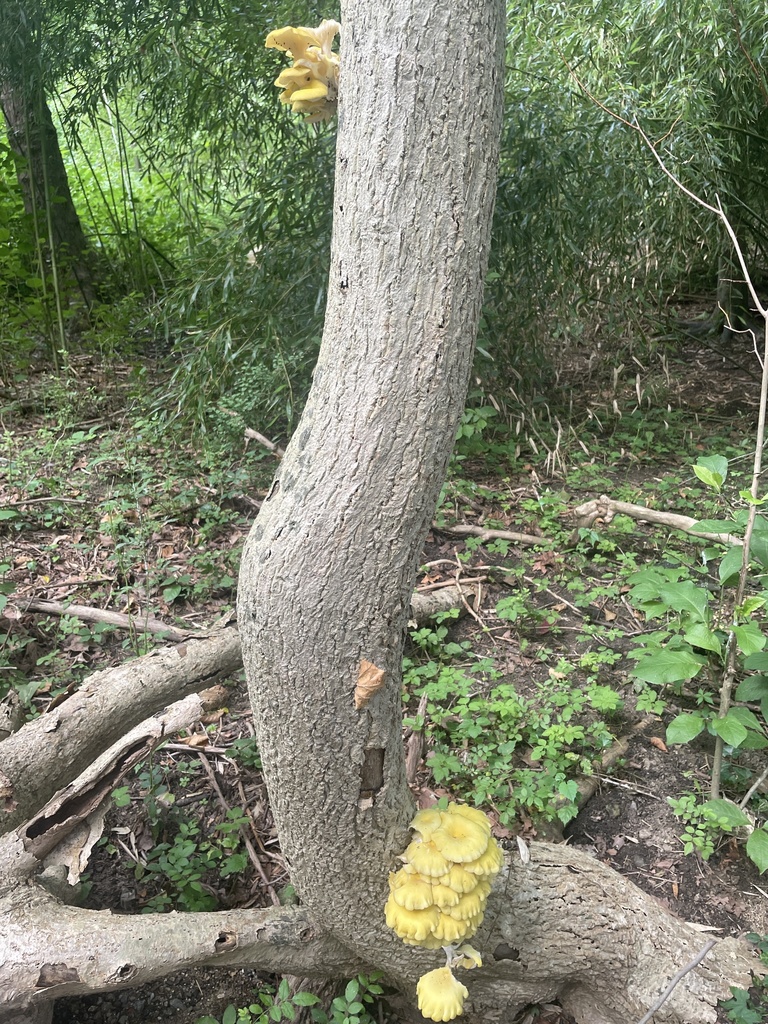 Golden Oyster Mushroom · July 2026 · photo: Photo: no rights reserved · iNaturalist