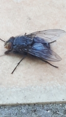 Brachycera