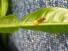 Heraclides androgeus