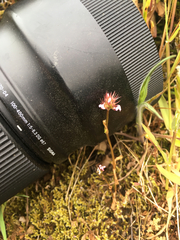 Trifolium willdenovii