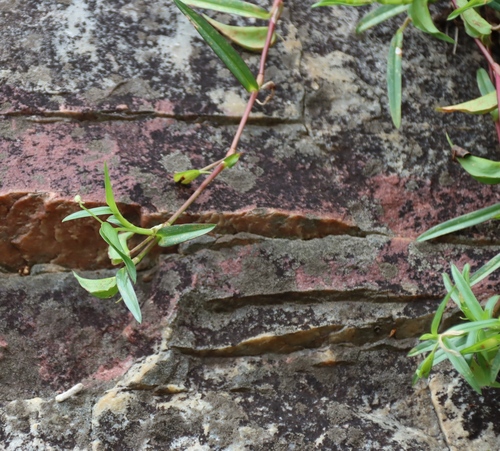 Commelina africana, photograph 5