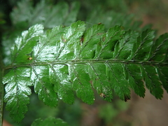 Athyrium silvicola