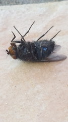 Brachycera