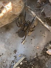 Trochosa sepulchralis