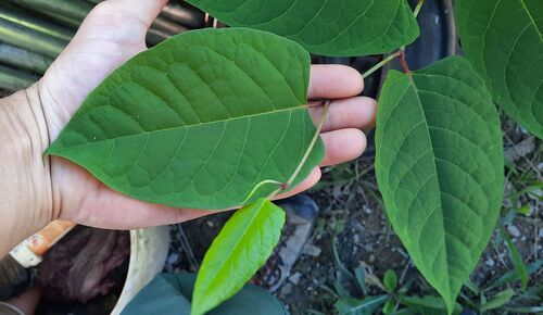Japanese knotweed