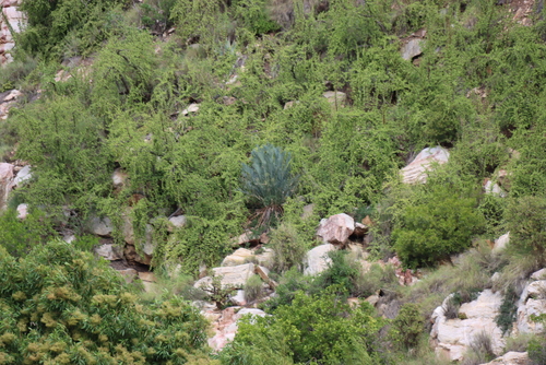 Encephalartos lehmannii
