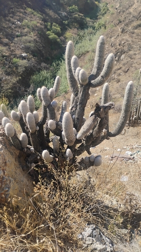 Espostoa melanostele