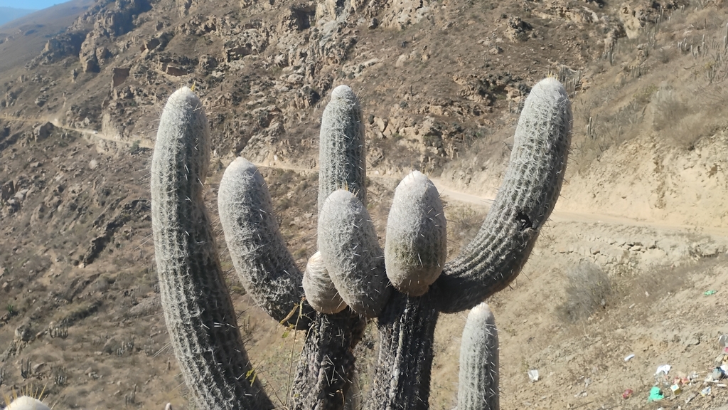 Espostoa melanostele; photograph (c) Carlo Brescia, some rights reserved (CC BY-SA)