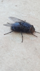 Brachycera