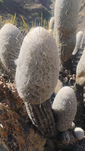 Espostoa melanostele, photograph 2