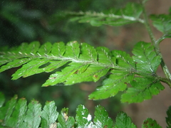 Athyrium silvicola
