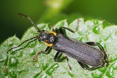 Cantharis paradoxa