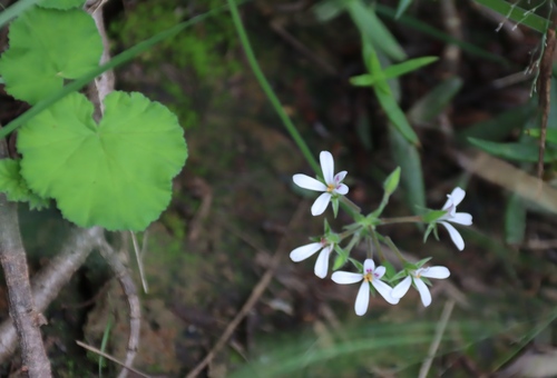 Pelargonium odoratissimum