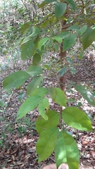 Prioria copaifera