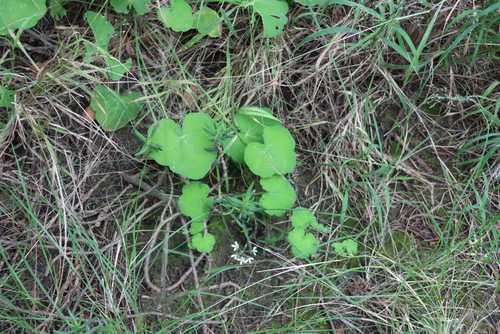 Pelargonium odoratissimum, photograph 1