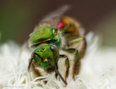 Halictinae