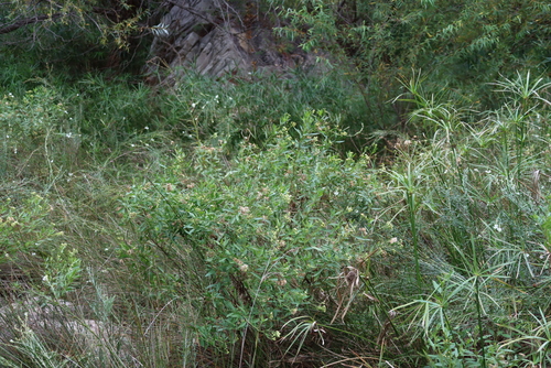 Nidorella ivifolia, photograph 6