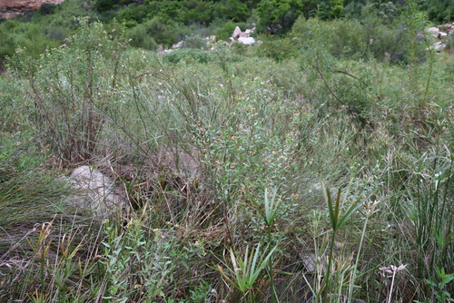 Nidorella ivifolia, photograph 4