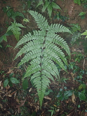 Athyrium erythropodum