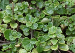 Plectranthus lucidus