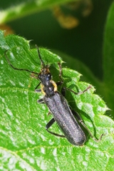 Cantharis paradoxa