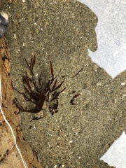 Prionitis lanceolata