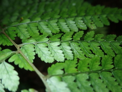 Athyrium erythropodum