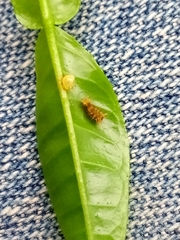 Heraclides androgeus