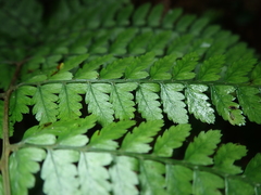 Athyrium erythropodum