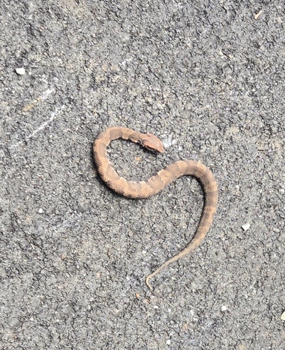 Northern Cottonmouth