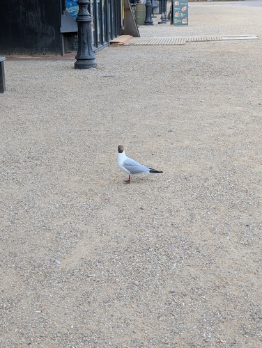 Black-headed Gull