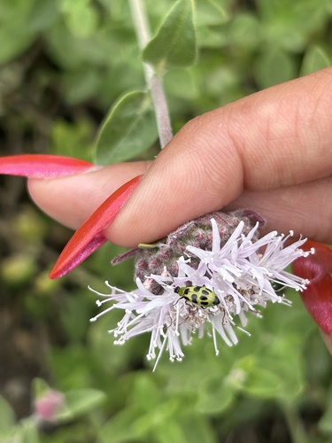 iNaturalist observation photo of Spotted Cucumber Beetle