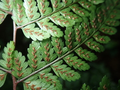 Athyrium erythropodum