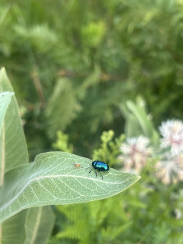 iNaturalist observation photo of Cobalt Milkweed Beetle