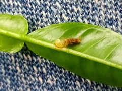 Heraclides androgeus