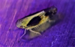 Graminella nigripennis