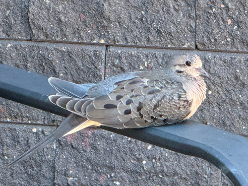Mourning Dove