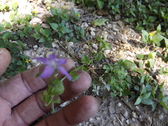Triodanis