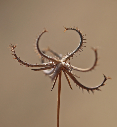 Koelpinia linearis, 2026-06-27