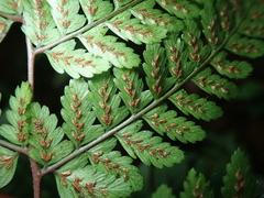 Athyrium erythropodum