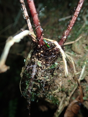 Athyrium erythropodum