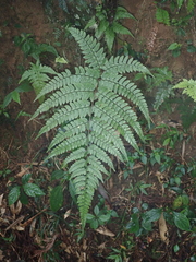 Athyrium erythropodum