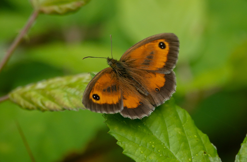 Gatekeeper, Udenhout, Nederland, photo 7 of 10