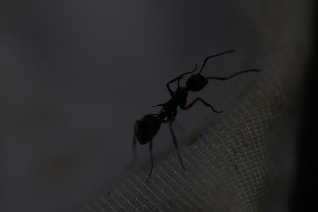 Dolichoderus shattucki