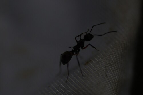Dolichoderus shattuckiDolichoderus shattucki