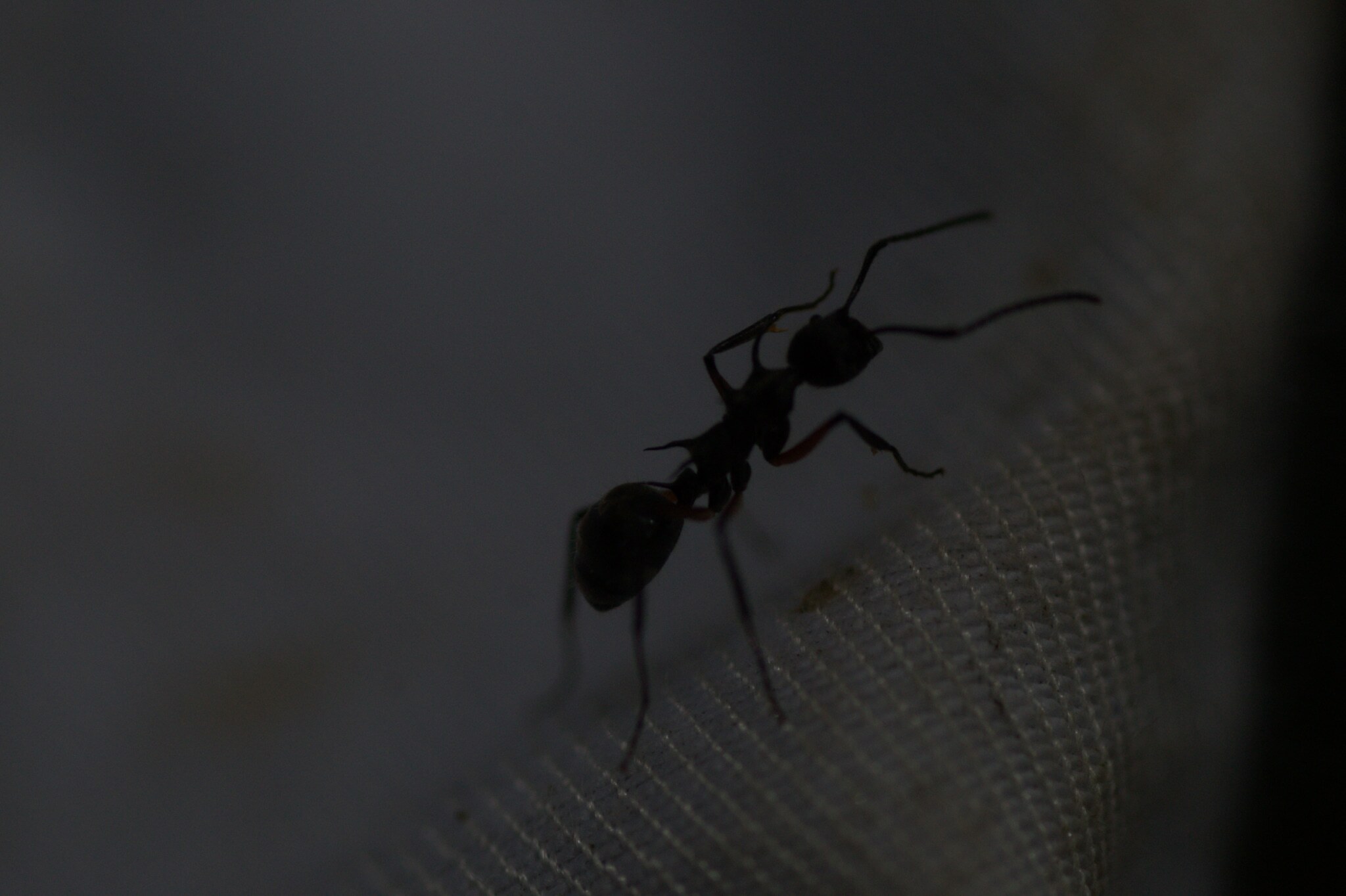 Dolichoderus shattucki