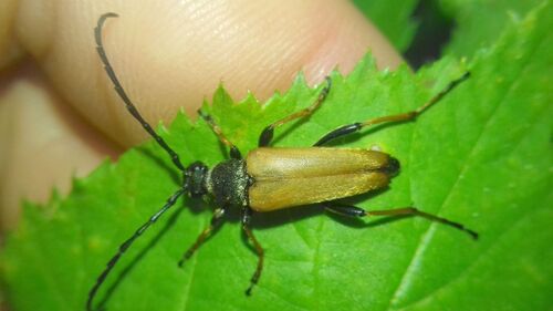 Red Pine Longhorn Beetle