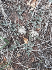 Cymopterus glomeratus